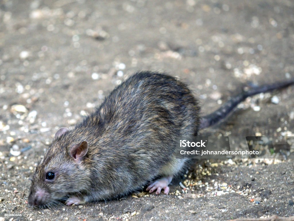 Common Brown Rat Stock Photo - Download Image Now - Rat, New York City,  Animal - iStock
