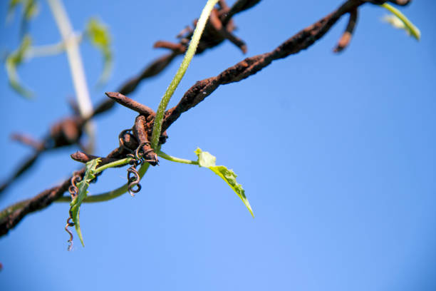 The difference is perfectly compatible between the Softness of green plant and Hardness of rust barbed wire.