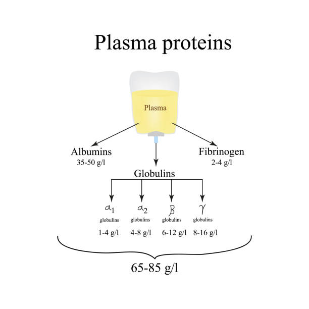 Plasma proteins. Albumin. Fibrinogen. Globulin. Infographics. Vector illustration Plasma proteins. Albumin. Fibrinogen. Globulin. Infographics. Vector illustration. colloid stock illustrations