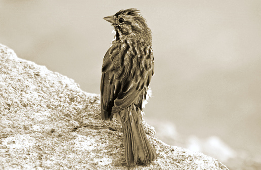 A single Sparrow sits on a rocky cliff
