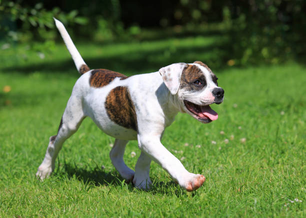 istock American bulldog puppy running 861883754