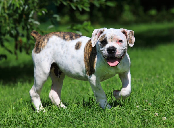 istock American bulldog standing  on the grass 861883758