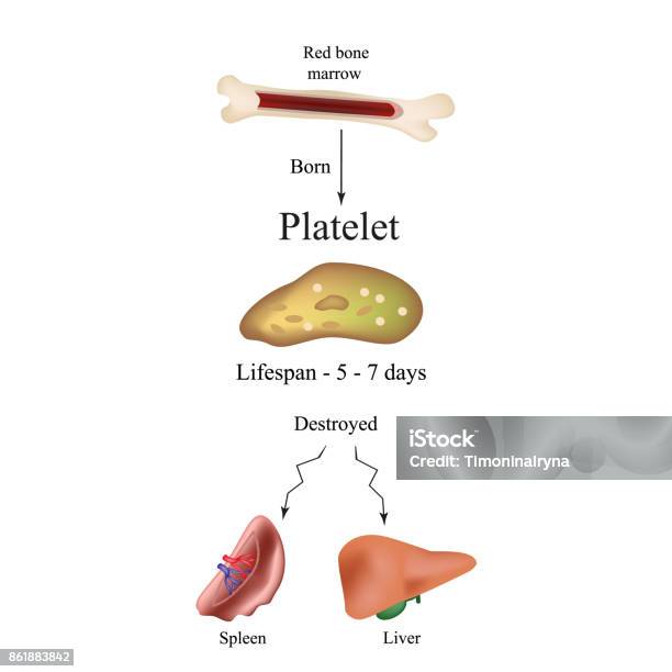 Limbo Platelets In The Bone Marrow Dieback Of Platelets In The Spleen The Liver The Life Of The Platelet Infographics Stock Illustration - Download Image Now
