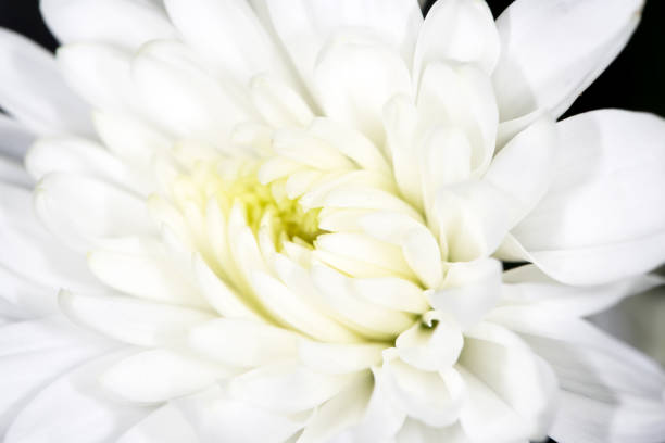 istock beautiful white flower as a background. close-up 861884218