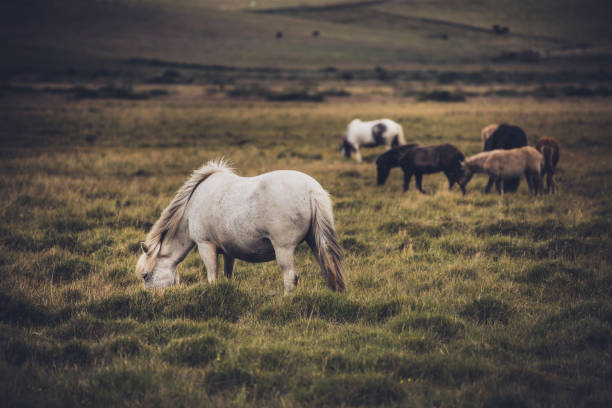 white hors grasses grass in front of herd of horses