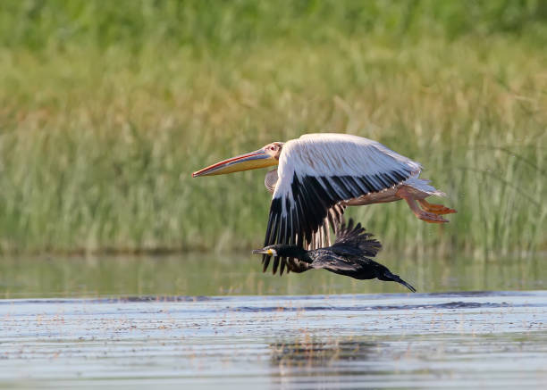 istock Cormorant competes in speed with a white pelican 861891152