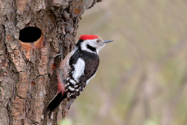 istock Middle spotted woodpecker near nest 861891460