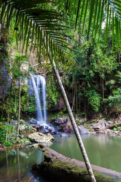 istock Mount Tambourine, SE Queensland 861894362