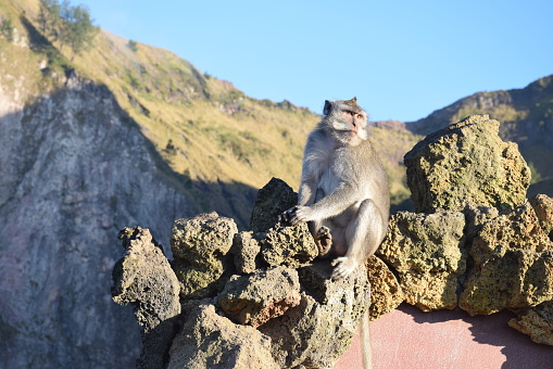At the top of mount Batur  it's possible to find lots of wild monkeys