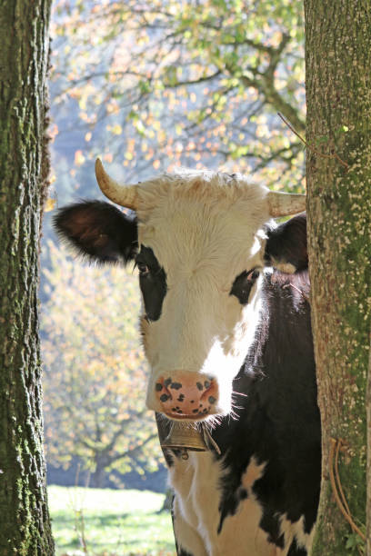 istock Cows of the Forest 861894726