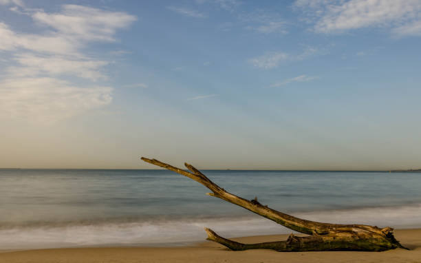 istock A tree branch lost at sand in atlantic beach with blur water 861895014