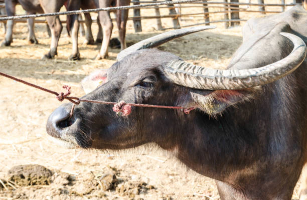 istock Buffalo in Thailand farm 861895902