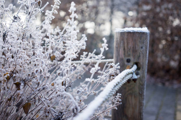 istock Beautiful freezed plants, winter colors 861895998