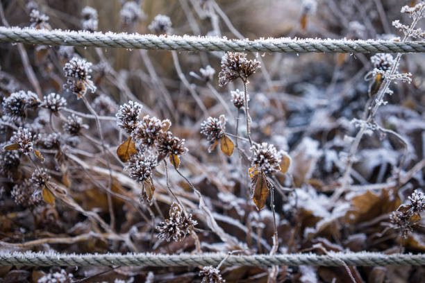 istock Beautiful freezed plants, winter colors 861896000