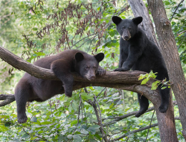 Black bear cubs A pair of black bear cubs sitting in a tree. shenandoah national park stock pictures, royalty-free photos & images