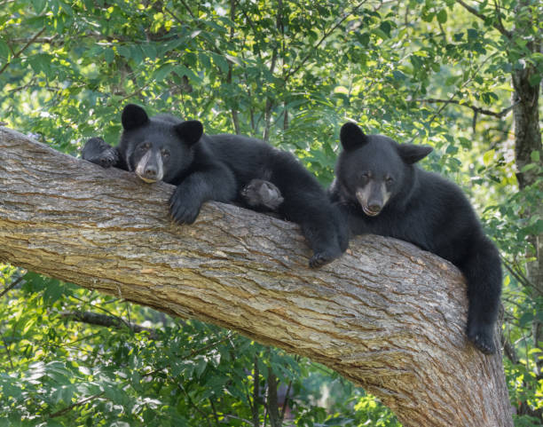 Black bear cubs A pair of black bear cubs sitting in a tree. black bear cub stock pictures, royalty-free photos & images