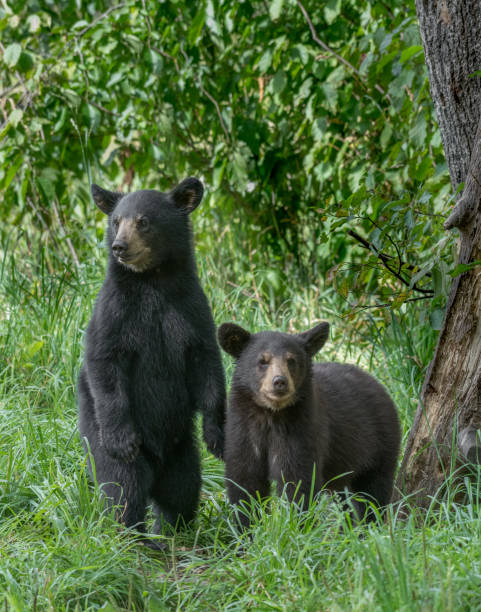 Bear cubs Black bear cubs looking for their mother black bear cub stock pictures, royalty-free photos & images