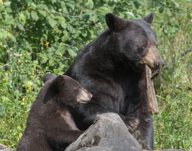 istock Black bear mother and cub 861900118