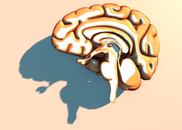 istock Brain, neurons, synapses, neural network circuit of neurons, degenerative diseases, Parkinson, 3d rendering 861903778