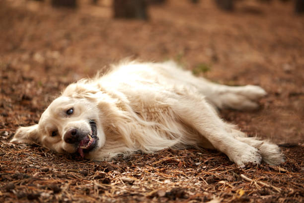 istock Happy dog labrador retriver lying on the forest sand. 861911286