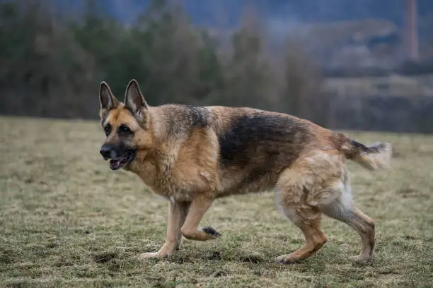 Photo of Old German Shepherd lady at a park