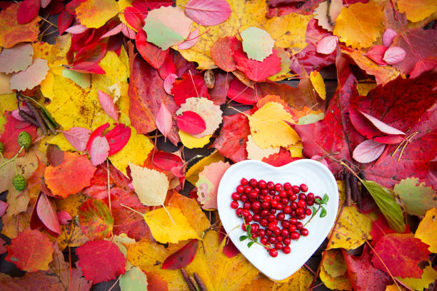 istock cranberries in heart plate at colorful fall leaves 861915950
