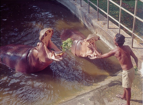 India, 1977. Unknown place in India. A man (carer) feeds hippos. The hippos are located in a water basin.