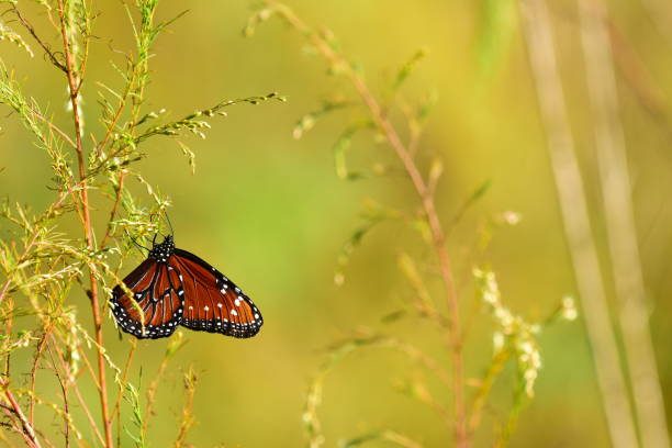istock Resting Queen butterfly with defocused nature background 861918212