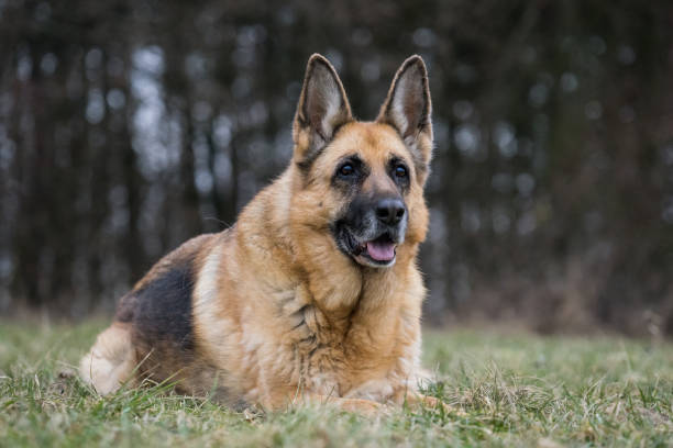 公園で古いジャーマン ・ シェパードの女性 - german shepherd animal black purebred dog ストックフォトと画像