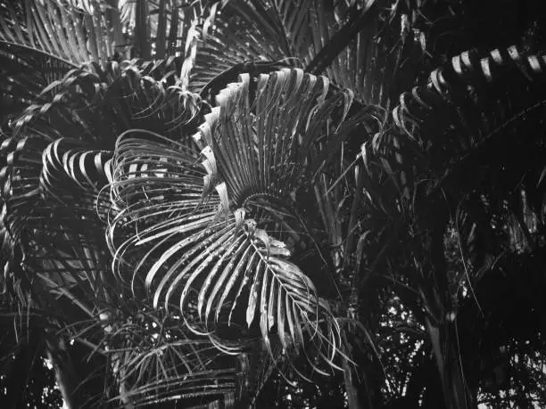 Photo of Black and white palms leaves