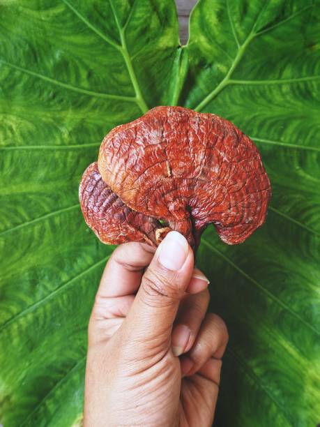 Ganoderma Lucidum - Ling Zhi Mushroom with hand Ganoderma Lucidum - Ling Zhi Mushroom with hand ganoderma lucidum stock pictures, royalty-free photos & images