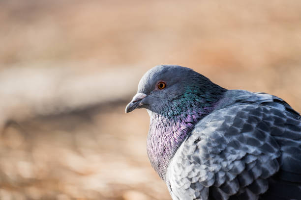 istock Head shot of pidgeon in a park 861919612