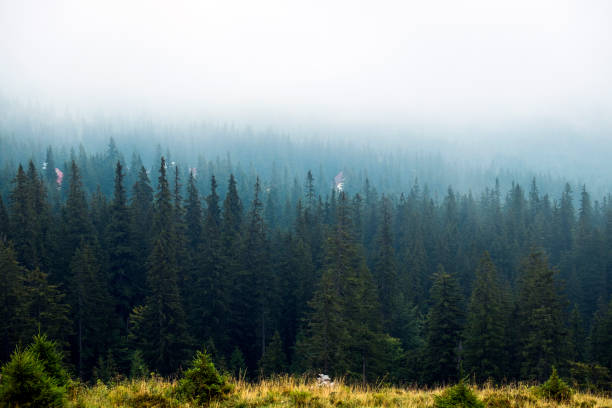 istock Mist covered the forests of the Carpathian Mountains 861919866