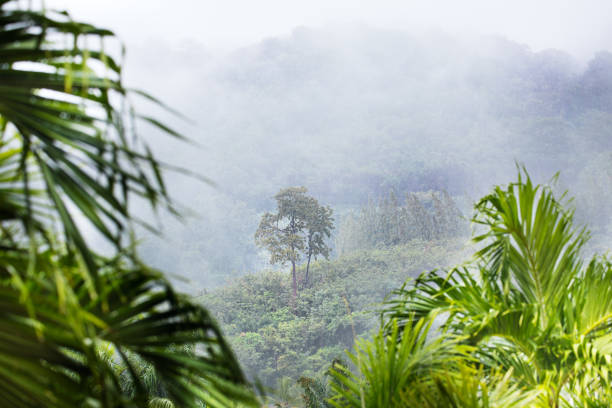 istock Tropic forest in rain and mist fog 861920022