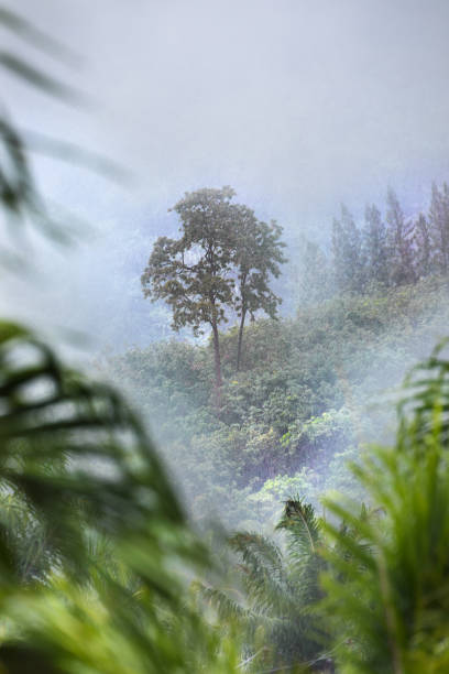 istock Tropic forest in rain and mist fog 861920162