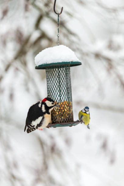 istock Great Spotted Woodpecker and blue tit at a bird feeder 861923404