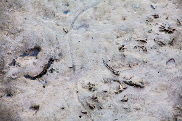 istock Close up view of real mud skipper by the shore 861923566