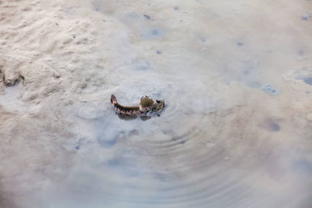 istock Close up view of real mud skipper by the shore 861923588
