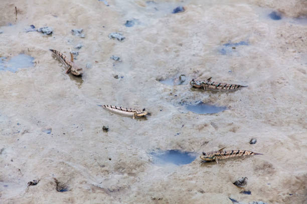 istock Close up view of real mud skipper by the shore 861923608