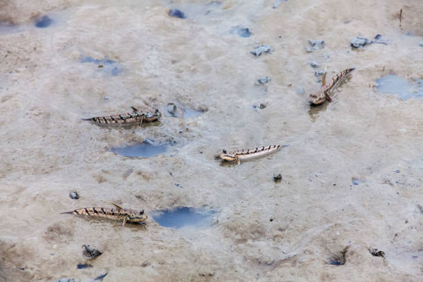 istock Close up view of real mud skipper by the shore 861923642