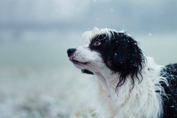 istock Black and white dog portrait 861923706