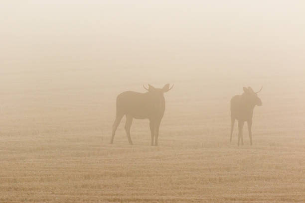 istock Two bull moose in a stubble field in the dawn mist 861923720