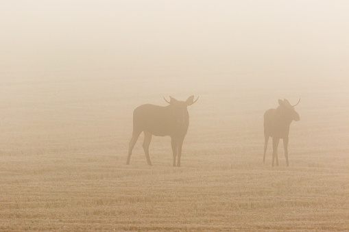 Two bull moose in a stubble field in the dawn mist