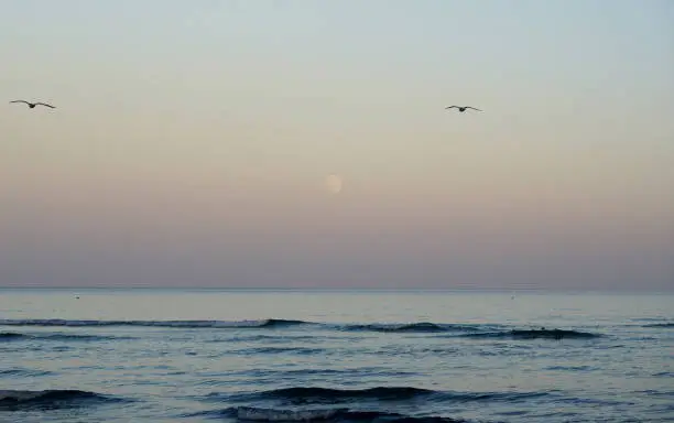Evening. Moonrise over the ocean. Gulls fly by.