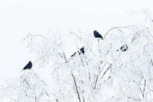 Flock of Jackdaws in trees with hoarfrost