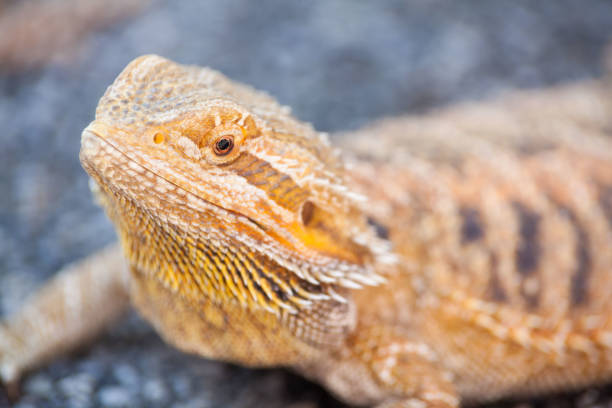 istock Real dragon lizard portrait view in close up with blur background 861927040