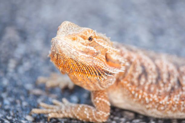 istock Real dragon lizard portrait view in close up with blur background 861927160