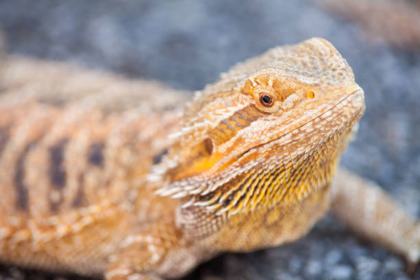 istock Real dragon lizard portrait view in close up with blur background 861927258
