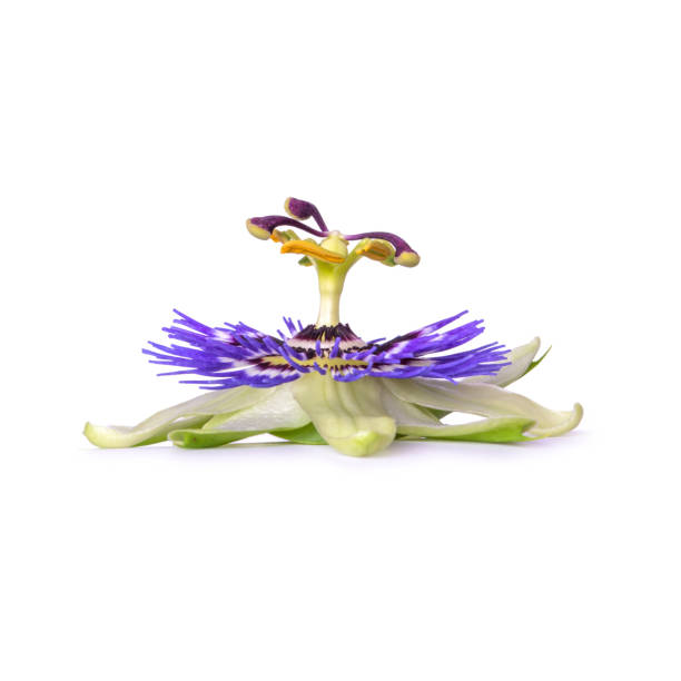 Passiflora passionflower isolated on white background. Big beautiful flower. Passiflora passionflower isolated on white background. Big beautiful flower eutrichomyias rowleyi stock pictures, royalty-free photos & images