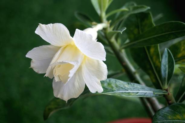 visão estreita de adenium amarelo branco para jardinagem home - transgenic cotton - fotografias e filmes do acervo